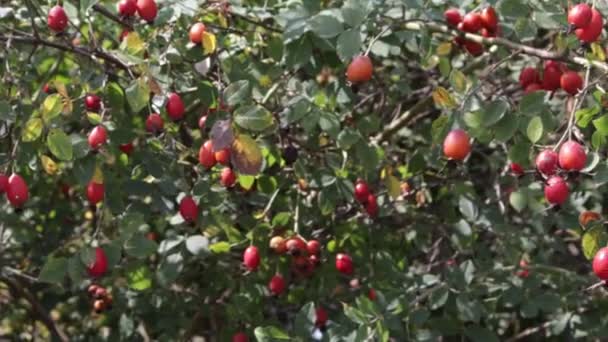 Csipkebogyó Bokor Vörös Csipkebogyós Gyümölcsök — Stock videók