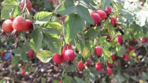 Rosehip Bush Red Rosehip Berries — Stock Video