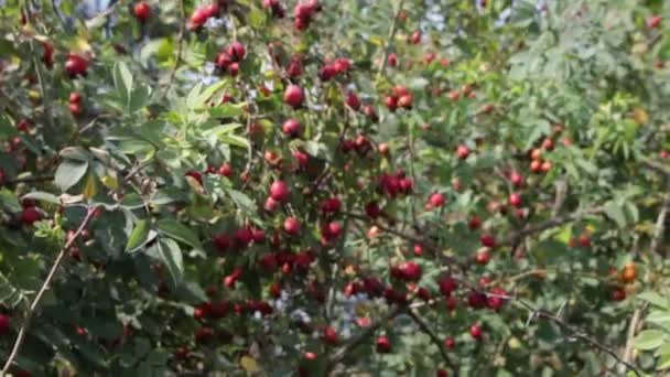 Rosehip Bush Red Rosehip Berries — Stock Video