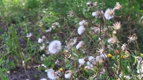 风中的白色蒲公英的灌木丛 — 图库视频影像