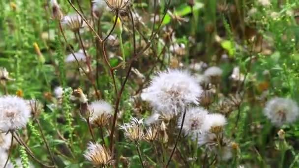 Keře Bílých Dandeliů Větru — Stock video