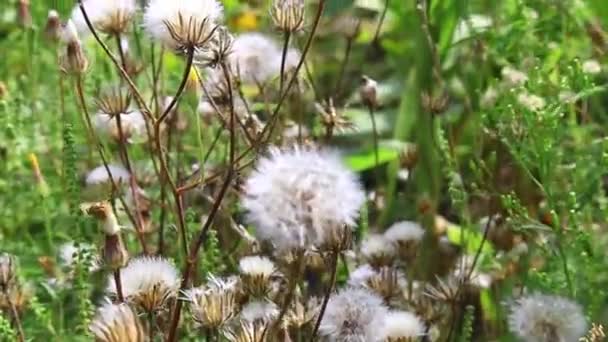 Bush Van Witte Paardebloemen Wind — Stockvideo