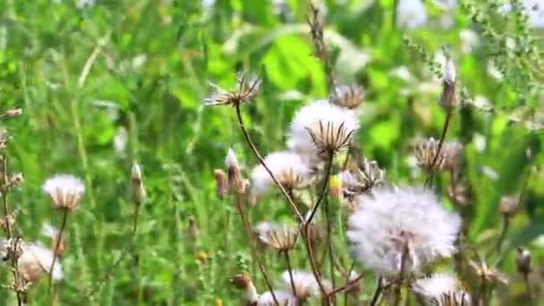 Arbusto Dientes León Blancos Viento — Vídeo de stock