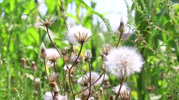 Arbusto Dientes León Blancos Viento — Vídeo de stock