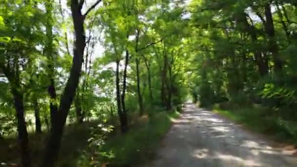 Dirigindo Carro Uma Estrada Florestal — Vídeo de Stock