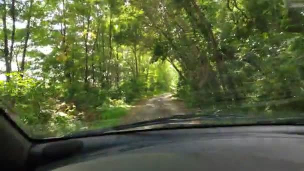 Rijden Een Auto Een Bosweg — Stockvideo