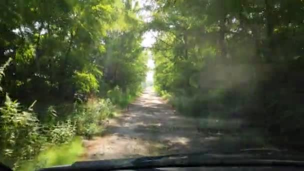 森林道路で車を運転する — ストック動画
