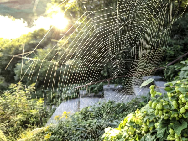 Spinnennetz Der Sonne — Stockfoto