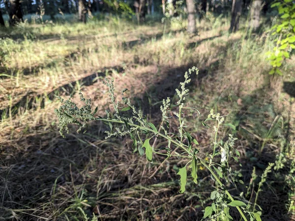 Yeşil Ragweed Çalı Ragweed Yaprakları — Stok fotoğraf