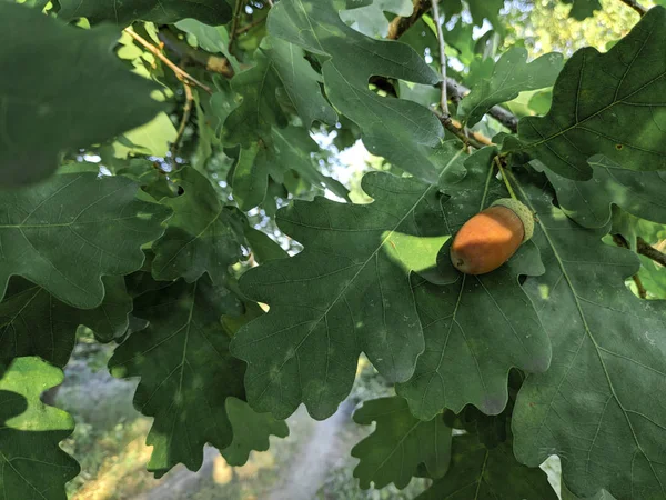 Дубовые Листья Солнце — стоковое фото