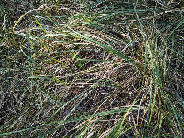 Hoog Droog Groen Gras — Stockfoto