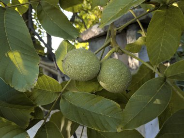 bir ağaç üzerinde ceviz. yeşil fındık