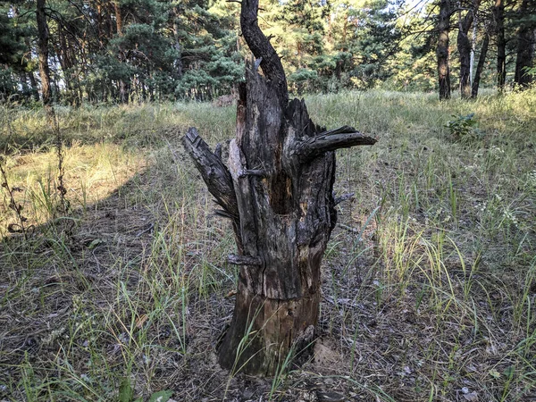 Ungewöhnlicher Baumstumpf Wald Die Überreste Eines Baumes — Stockfoto