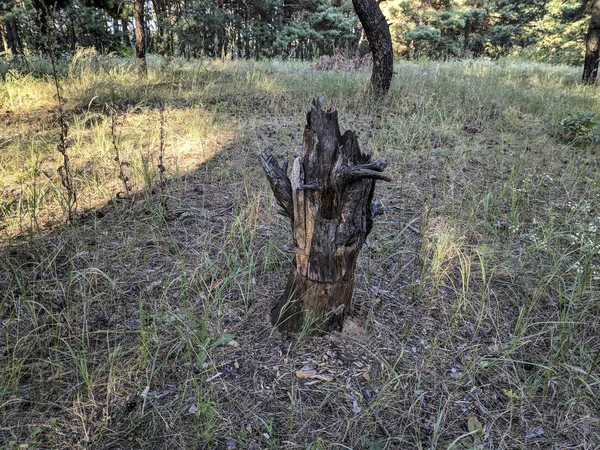 Ongewone Stomp Het Bos Overblijfselen Van Een Boom — Stockfoto