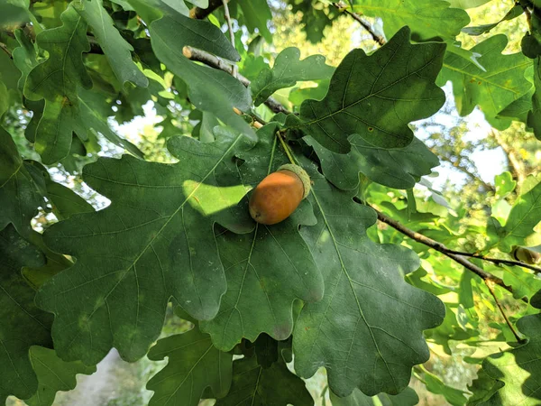 Glands Sur Arbre Chêne Dans Forêt — Photo