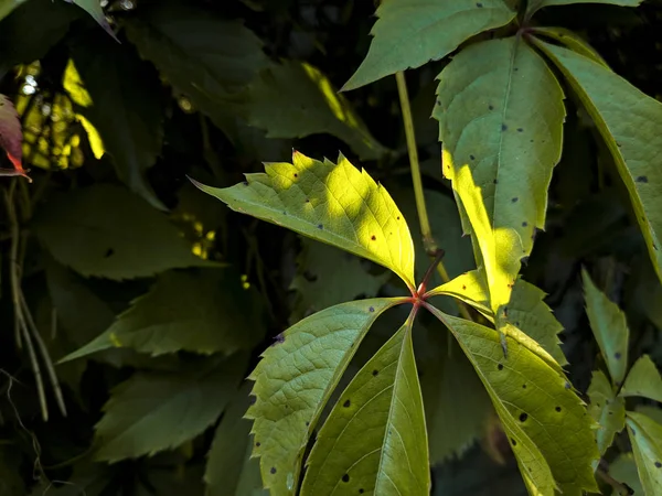 Rayos Del Sol Sobre Las Hojas — Foto de Stock