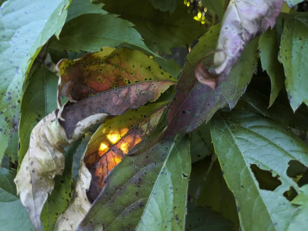 Sonnenstrahlen Auf Den Blättern — Stockfoto