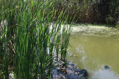 bataklıkta yeşil su. bataklıkta yosun ve sazlık.