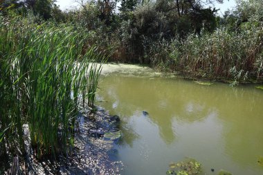 bataklıkta yeşil su. bataklıkta yosun ve sazlık.