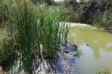 bataklıkta yeşil su. bataklıkta yosun ve sazlık.