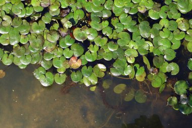 bataklıkta yeşil su. bataklıkta yosun ve sazlık.