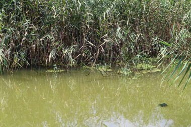 bataklıkta yeşil su. bataklıkta yosun ve sazlık.