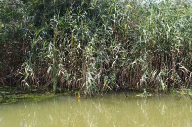 bataklıkta yeşil su. bataklıkta yosun ve sazlık.