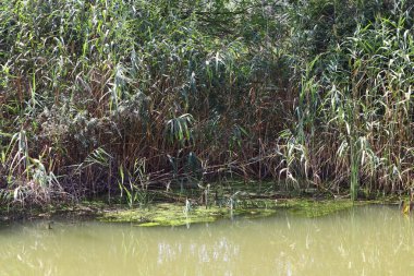 bataklıkta yeşil su. bataklıkta yosun ve sazlık.