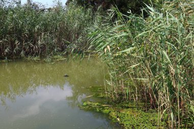 bataklıkta yeşil su. bataklıkta yosun ve sazlık.