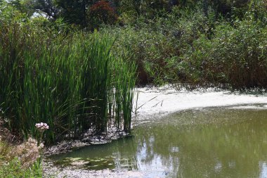 bataklıkta yeşil su. bataklıkta yosun ve sazlık.