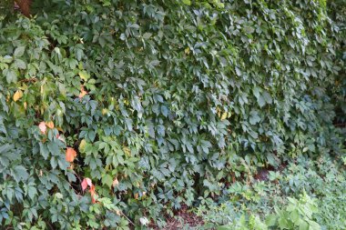 üzümlerle büyümüş bir çit. Hedge.