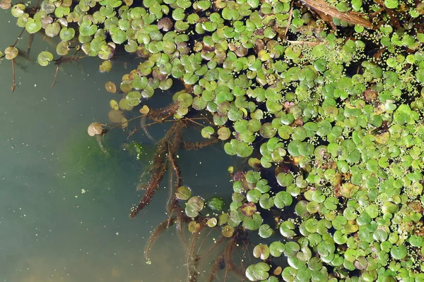 Green Water Swamp Algae Reeds Swamp — Stock Photo, Image