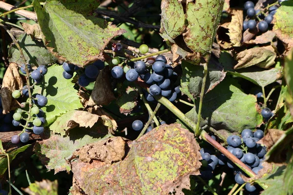 Donker Blauwe Druiven Een Tak — Stockfoto