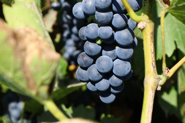 Raisins Bleu Foncé Sur Une Branche — Photo