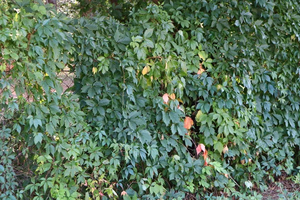 üzümlerle büyümüş bir çit. Hedge.