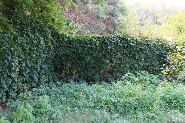 Een Hek Begroeid Met Druiven Hedge — Stockfoto