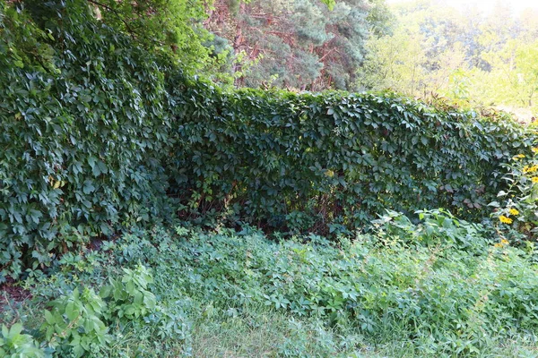 Fence Overgrown Grapes Hedge — Stock Photo, Image