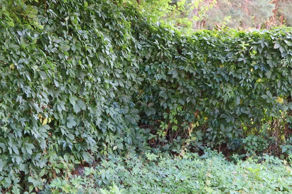 Fence Overgrown Grapes Hedge — Stock Photo, Image