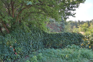 üzümlerle büyümüş bir çit. Hedge.