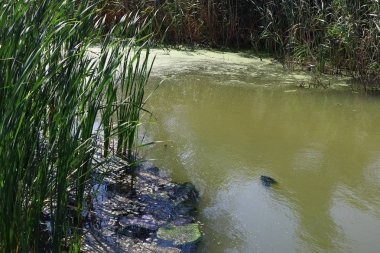 bataklıkta yeşil su. bataklıkta yosun ve sazlık.