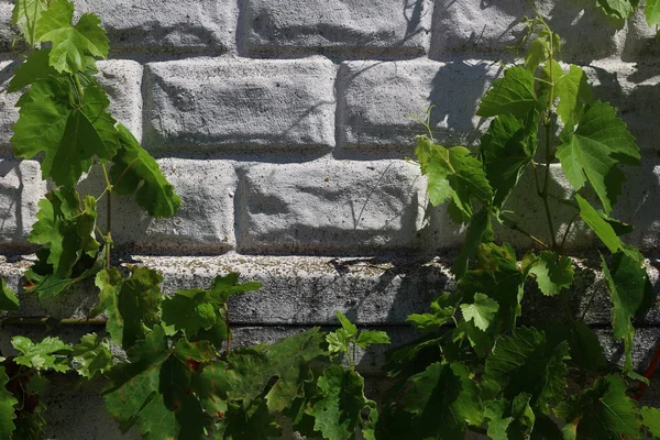 Liści Winogron Tle Ściany — Zdjęcie stockowe