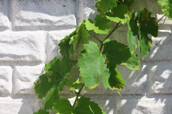 Виноградные Листья Фоне Стены — стоковое фото