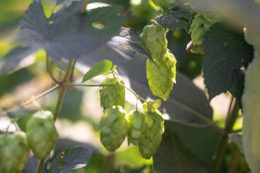 yeşil şerbetçiotu. şerbetçiotu güzel çalılıklar.