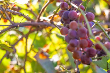 üzüm güzel demetleri. sulu olgun üzüm meyveleri.