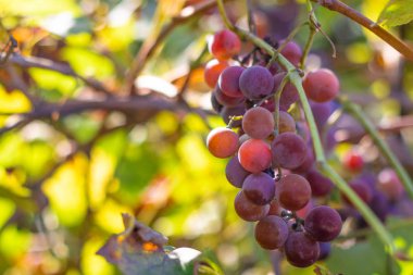 üzüm güzel demetleri. sulu olgun üzüm meyveleri.