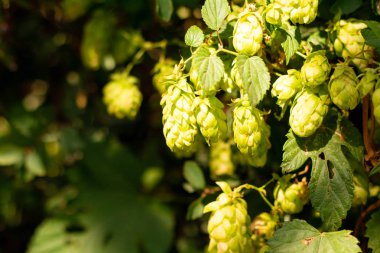 yeşil şerbetçiotu. şerbetçiotu güzel çalılıklar.