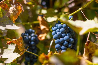 üzüm güzel demetleri. sulu olgun üzüm meyveleri.