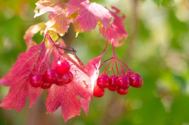 bir ağaç üzerinde viburnum kırmızı meyveleri. sonbaharda dağ kül demetleri.