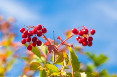 bir ağaç üzerinde viburnum kırmızı meyveleri. sonbaharda dağ kül demetleri.