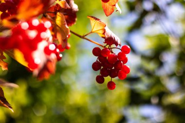 bir ağaç üzerinde viburnum kırmızı meyveleri. sonbaharda dağ kül demetleri.